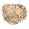 PIATTO